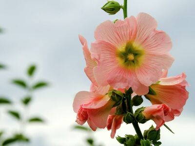 hollyhock, flower, summer, garden, pink, summertime, nature, greenery, outdoors, floral, beauty, leaf, morning, fresh, blooming, stem, vibrant, sunny, peaceful, light pink, background