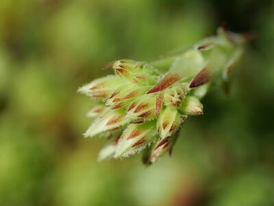 sempervivum, succulents, bud, nature, botany, garden, close-up, leafy plant, summer, grass plant, ornamental, adaptable, perennial, water-efficient, leaf, natural beauty, hardy plant, eco-friendly, agriculture, agronomy