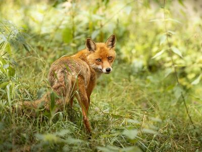 fox, nature, wild, forest, fauna, bush, red fur, closeup, detail, light, alert, natural habitat, camouflage, community, view, eyes, appearance, east, wood