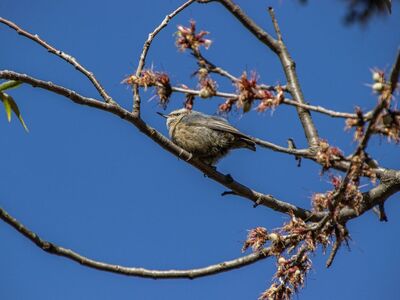 sparrow, animal, nature, wildlife, ornithology, feathers, beak, spring, perched, species, fauna, birds, branch, blue sky, lawn, blossoming branch, garden, beauty, natural environment, tranquility