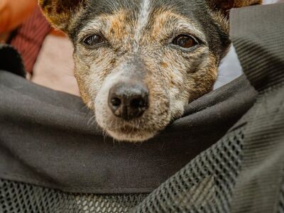 dog, black fur, older dog, pet, cute, dog carrier, big ears, lonely, cozy, detail, black, texture, vintage vibe, fabric, natural light, sitting, friendly, dog walking, animal protection, nature