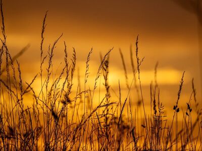 sunset, nature, dusk, sky, sun, grass, orange, silhouette, calm, serenity, coast, evening, western horizon, countryside, haze, dawn, golden hour, warmth, tranquil