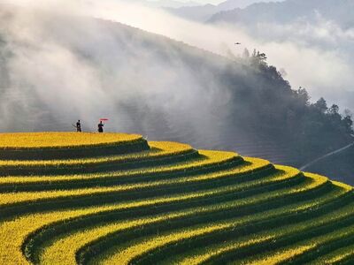 rice terraces, fog, nature, mountain, umbrella, countryside, cliffs, foggy day, hiking, autumn, yellow rice field, pasture, solitude, rest, holding umbrella, agricultural landscape, rural life, orient, distance, captivating