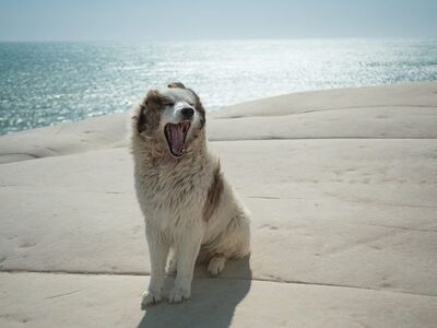 dog, italy, scala dei turchi, sicily, sea, yawn, animal, pet, sweet, rock, mediterranean, white, summer, spring-like, postcard, beach, formation, view, relaxation, tourism