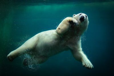 polar bear, swimming, water, wild, safari, mammal, natural, environment, underwater, arctic, sea, nature, large, snowy white, hunting, survival, underwater swimming, ice, pose, blue, conservation