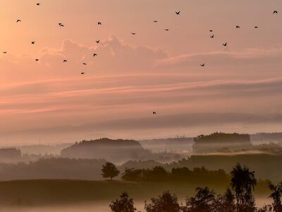 dawn, birds, fog, landscape, trees, morning, sky, inspiration, calm, panorama, light, nature, silence, daybreak, idyll, mist, peaceful, scenic, ecology, view