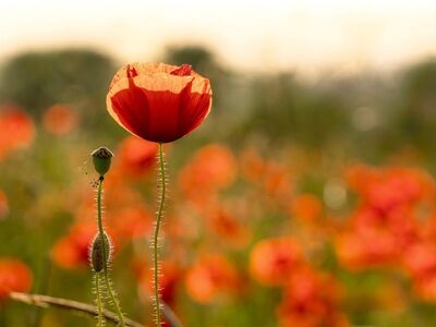 poppy, poppy field, sun, sunset, nature, garden, red flower, summer, beauty of nature, floating, natural light, close-up, depth of field, details, green leaves, life cycle, romantic, countryside, seasonal