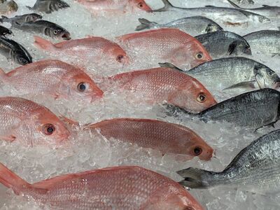 fish, ice, red color, fresh, seafood, fish market, fish sale, sea environment, fishing, cold sea, nature, commerce, wholesale, silver color, preparedness, black hue, wholesale fish, used ice, maritime