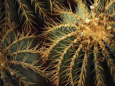 cactus, spiky, nature, detail, green, botany, desert, dryness, natural, ecology, plant, thorny, spiky cactus, natural beauty, sunny, symmetry, decorative, spines, natural world