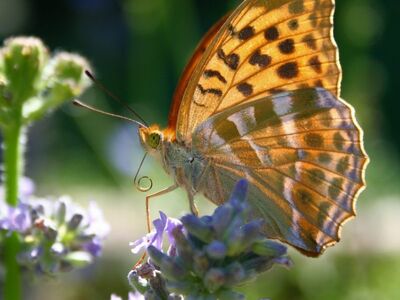 butterfly, nature, flower background, summer, flowers, lavender, beautiful flowers, backlit, sunset, pafia, tobacco, insect, elegant, wings, entomology, garden, flower wallpaper, fritillary, beauty, macro photography, elegant insect, agriculture