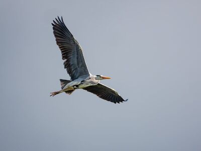 bird, nature, wildlife, ornithology, flight, heron, flying, wings, feathers, gray, blue sky, landscape, leisure, wild, birdie, birdwatching, animal, ecosystem
