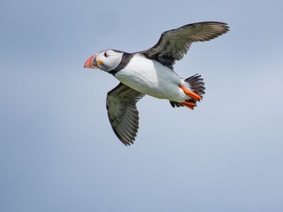 bird, nature, wildlife, ornithology, feathers, beak, birdwatching, seabird, flight, flying, puffin, blue, sky, lofty, wings, north atlantic, northern seabirds, orange beak, windy, blue sky, for spotting