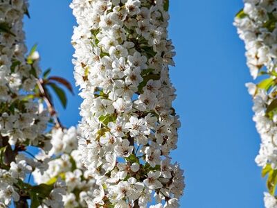 blossoming tree, spring blossoms, blue sky, inflorescence, white blossom, spring, natural beauty, garden plant, clematis, botanical beauty, fruit tree, blooming, deciduous, nature, sky, fluffy cloud, garden, green leaves, fresh air
