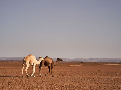 desert, camel, savanna, africa, sky, dry, nature, panorama, travel, landscape, solitude, space, adventure, exotic, horizon, isolated, calm, warmth, leisure
