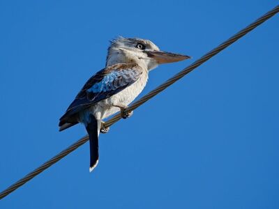 laughing kookaburra, bird, nature, wire, blue sky, perching, ornithology, wildlife, birds on wire, beak, avifauna, daylight, landscape photography, eyes, animal, outdoor, feathers, ecosystem, australian fauna