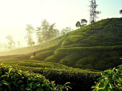 tea plantation, nature, morning, sunrise, landscape, hills, greenery, agriculture, mist, countryside, silhouettes, morning light, fresh air, tranquility, tea leaves, ground cover, green tea, harvest, distance