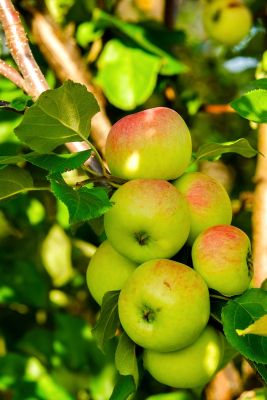 apples, fruit, fresh, organic, healthy, ripe, vitamins, tree, leaves, orchard, nature, agriculture, vegetation, red, yellow, sunny, closeup, plant, nutrition, juicy