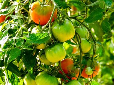 tomatoes, green, fresh, garden, nature, greenhouse, harvest, agriculture, green color, organic food, vitamins, nutrition, cultivation, eco-friendly, homegrown, farmer, crops, summer, yield, fruitfulness