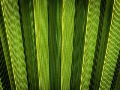 palm leaf, texture, tropical, summer, mediterranean, fan palm, palm, leaf veins, green, yellow, close-up, colorful stripes, natural motif, line pattern, still life, biology, aesthetics, green leaf, details, biomass