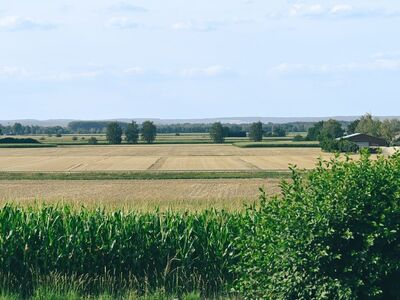farm, corn, field, summer, nature, landscape, agriculture, horizon, countryside, building, trees, summer afternoon, echinacea field, harvest, village, grain, opening, rural landscape, grass, houses, panorama
