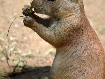 prairie dog, rodent, mammal, nature, wildlife, animal, fauna, cute, eat, soil, related to marmots, family group, team, social structure, density, eco-friendly, animal social behavior, curiosity