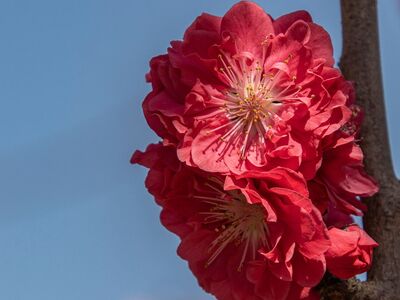 peach blossoms, spring, blooming, flowers, plant, petals, branch, pink, flora, nature, garden, blue sky, flower photography, clear day, outdoors, fragile, decorative, romantic, clouds, insects