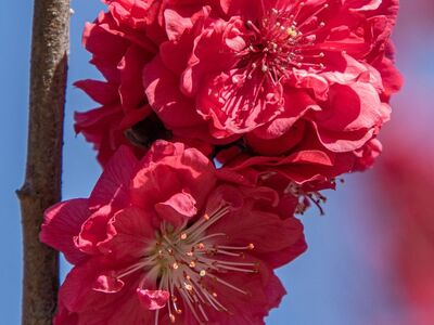 peach blossoms, spring, blooming, garden, flowers, petals, branch, pink, flora, detail, nature, summery, beauty, agriculture, plant, fruit, horizontal, outdoor, romantic, spring flowers