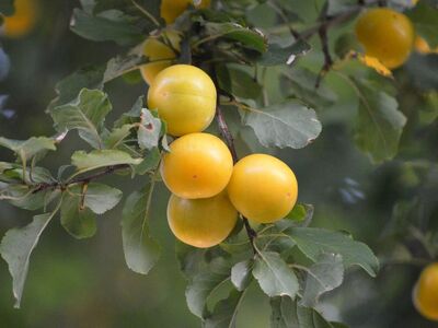 mirabelles, yellow plums, fruit, gardening, agriculture, season, leaves, nature, healthy diet, vitamins, freshness, sweet, harvest, ripe, summer, background, stone fruit, kitchen, eye, edible