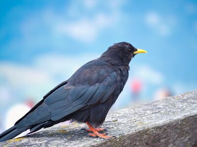 alpine chough, bird, animal, fauna, ornithology, feathers, beak, legs, blue sky, natural environment, black, yellow beak, close-up, bird species, mountains, high-altitude bird, summer, leisure, clear day, wild