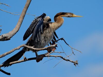bird, cormorant, darter, wildlife, nature, avian, perched, feathers, beak, wings, birdwatching, branch, blue sky, anhinga bird, bird of prey, bird observer, landscape, wild bird