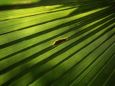 leaf, green, nature, details, texture, light, macro, vibrant, natural, close-up, outdoors, fern, gap, beauty, prominent, exterior, natural motif, leaf vein, solitude, shapes, art