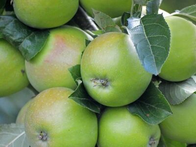apples, fruit, tree, leaves, green, organic, fresh, nature, garden, agriculture, plant, harvest, healthy, farming, branches, juicy, closeup, white, clear, seasonal