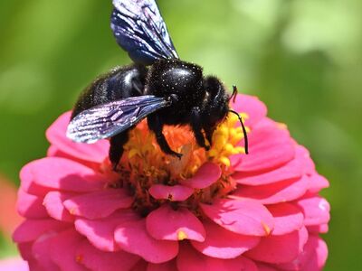 bee, carpenter bee, zinnia, flower, pollination, close-up, garden, nature, summer, blue, pink, sea, biotope, insect, iridescent, entomology, winged, ecosystem, alive, natural