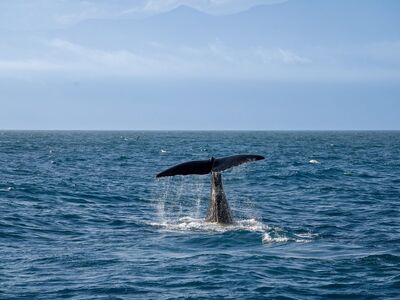 ocean, whale, fin, horizon, nature, wildlife, steel blue, water, rise, waves, travel, vacation, landscape, marine, back, splash, marine life, sea animal, natural world, observation