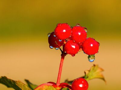 red berries, water, macro, droplets, leaves, nature, ripe, healthy, fresh, organic, shrub, vitamins, crops, insects, autumn, dew drop, green, capillaries, gender, capillary action, sheen