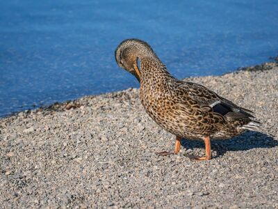 duck, feathers, waterfowl, lake, shore, pebbles, small stones, mallard, animal, nature, bird, sunshine, bright, outdoor, resting, zoo, wild, calm, coast, relaxation, beach