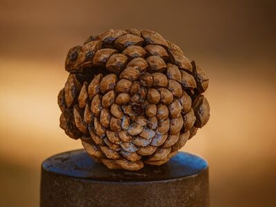 pinecone, nature, macro, autumn, texture, shading, brown, vintage, fractal, decoration, natural, abstract, simplicity, rustic, art, round, background, placement, center