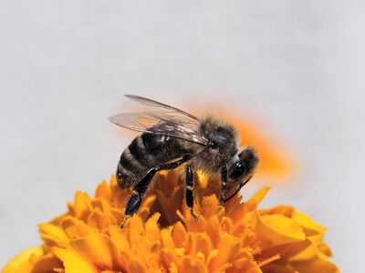 bee, macro, beautiful flowers, pollination, flower, cool backgrounds, 4k wallpaper 1920x1080, pollen, hd wallpaper, nectar, insect, free wallpaper, close-up, honey, yellow, nature, mac wallpaper, world bee day, flower background, 4k wallpaper, wallpaper 4k, background, sharp detail, insect observation, garden, free background, summer, wallpaper hd, marigold, laptop wallpaper, beautiful wallpaper, importance, full hd wallpaper, desktop backgrounds, flower wallpaper, floral background, windows wallpaper, environment