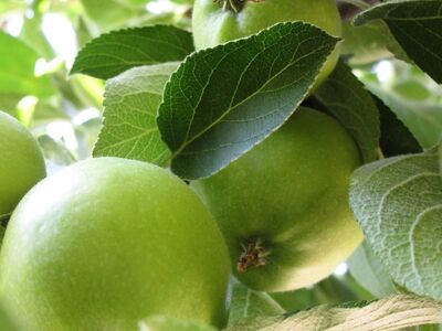 green apples, tree, branches, leaves, waiting for harvest, nature, fruit, fresh, green color, fruit on tree, agriculture, food industry, tree saplings, orchard, ecology, summer season, farming industry, organic
