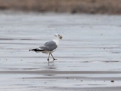 seagull, shell, beach, nature, ocean, animal, food, seabird, walking, sand, atlantic, coast, feed, stone, france, environment, rainy, gleam, gray, horizon