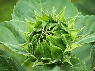 sunflower, green, nature, flower background, plant, beautiful flowers, flower, detail, bud, leaves, wild, macro, flower wallpaper, garden, focused, close-up, natural, sharp, outdoor, fresh, unopened, botany