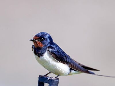 barn swallow, bird, birdwatching, nature, songbird, feathers, small bird, wildlife, feather color, bird photography, spring, flying, beautiful bird, country bird, landing, countryside, blue-black, insect, beak