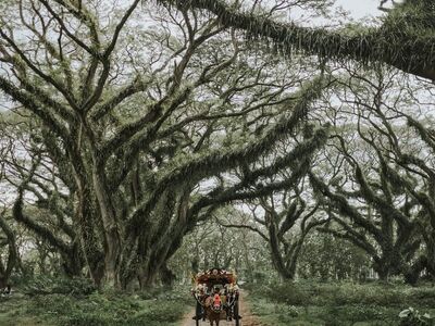 horse carriage, nature, forest, path, trees, rainforest, natural landscape, tour guide, ecotourism, tranquility, traditional, cart, decision, space for reflection, outdoors, botany, covered with vegetation, tiger, adventure, dense branching