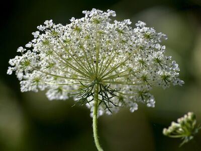 wild carrot, flower, white, nature, macro, wildflower, meadow, nature wallpaper, rural, close-up, bokeh, summer, bloom, queen anne's lace, nature art, sunlight, outdoor, contrast, delicate, open flower