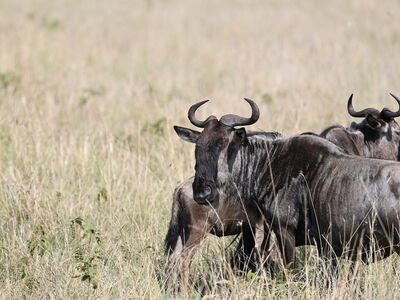 wildebeests, nature, africa, wildlife, safari, kenya, migration, antelope, landscape, grass, savanna, herd, zebra, serengeti, northern tanzania, maasai mara, animal migration, wild animals, relationship to natural habitat, great migration, strategic migration