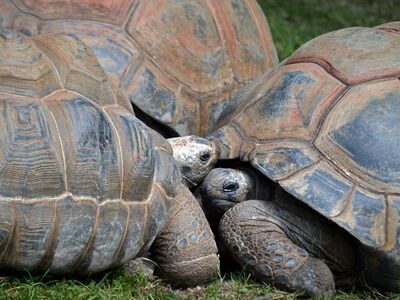 tortoise, galapagos tortoises, reptiles, shell, land tortoise, giant tortoise, nature, ecosystem, wildlife, herbivore, archaic, inhabitant, protected, slow, terrestrial, rounded, habitat, large, environment, widespread