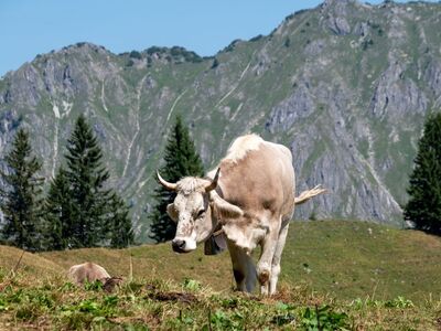 cow, mountains, pasture, tree, nature, europe, summer, bell, grazing, livestock, holiday, landscape, agriculture, grass, alps, hiking, rural, relaxed, eco-friendly