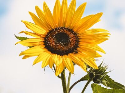 sunflower, heavenly blue, summer flower, green leaves, outdoors, nature, blue sky, summer day, botany, sunflower field, sunny, beauty, flower head, flower photography, plant, detail, clear, peaceful, sunshine, pumpkin family, hope