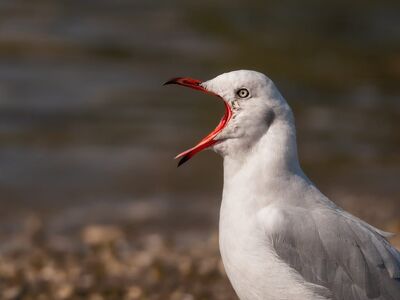 seagull, wings, plumage, beak, open, squawk, maritime, beach, bird, fauna, wildness, nature, sky, fly, wing, loud, natural, animal, mates, ornithology