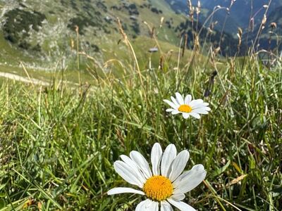 mountains, daisy, meadow flower, alps, nature, summer, hiking, idyllic, view, flower, grass, grassy, lake, panoramic, mountaintop, travel, rural, botany, flora, hiking trail, tourist season